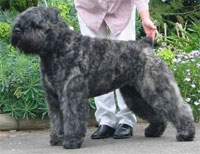 a well breed Bouvier Des Flandres dog